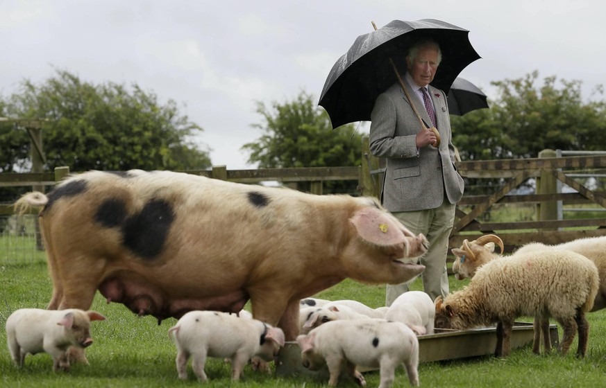 IMAGO / i Images

. 01/07/2020. Cheltenham, United Kingdom. Britain s Prince Charles, looks at a Gloucestershire Old Spot pig with her piglets during a visit to the Cotswold Farm Park near Cheltenham, ...