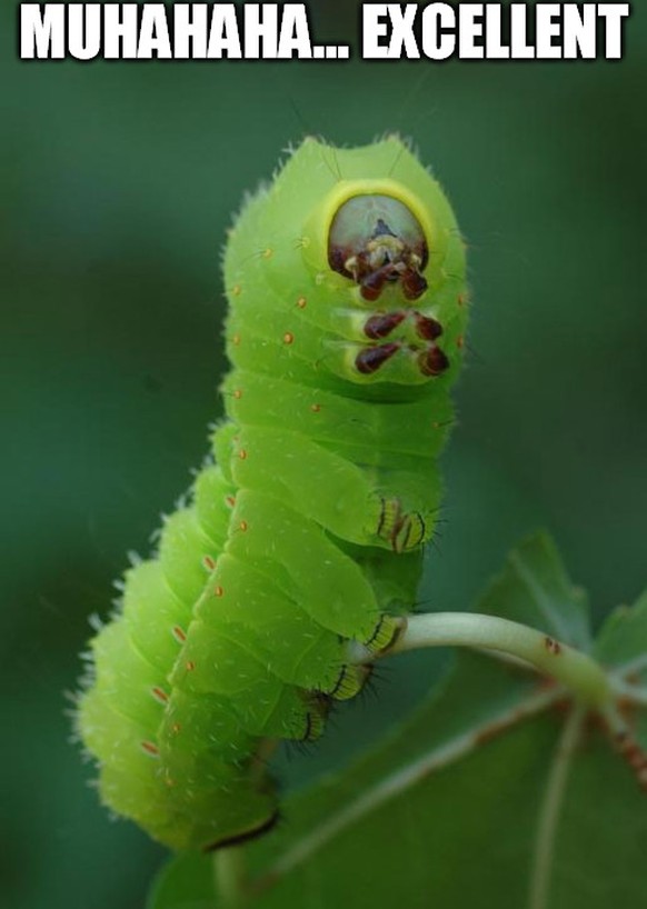 Raupe Excellent

https://imgflip.com/tag/caterpillar?sort=latest