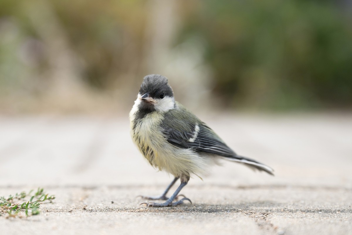 ARCHIV - 29.07.2022, Sachsen, Dresden: Eine Kohlmeise (Parus major) auf dem Gel�nde der Wildvogelauffangstation des Umweltzentrums Dresden. (zu dpa: �38 Meisen verenden nach Flug gegen Glasfront von T ...