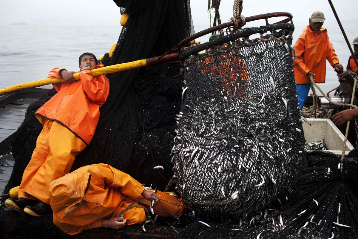 In this Nov. 22, 2012 photo, fishermen work to unload a net full of anchovies during a fishing expedition in the Pacific Ocean, off the coast of El Callao, Peru. Many believe the modernization of the  ...