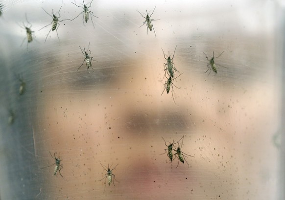 FILE - In this Jan. 18, 2016 file photo, a researcher holds a container of female Aedes aegypti mosquitoes at the Biomedical Sciences Institute at Sao Paulo University in Brazil. On Thursday, May 19,  ...