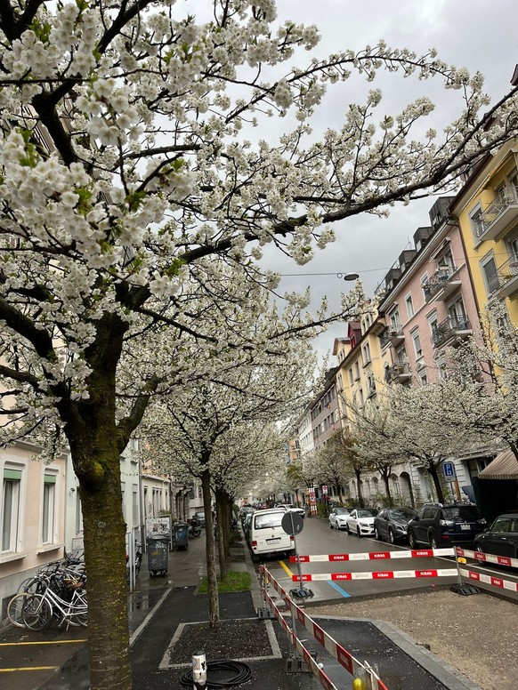 Kirschblüten Schweiz 2023 Zentralstrasse Zürich