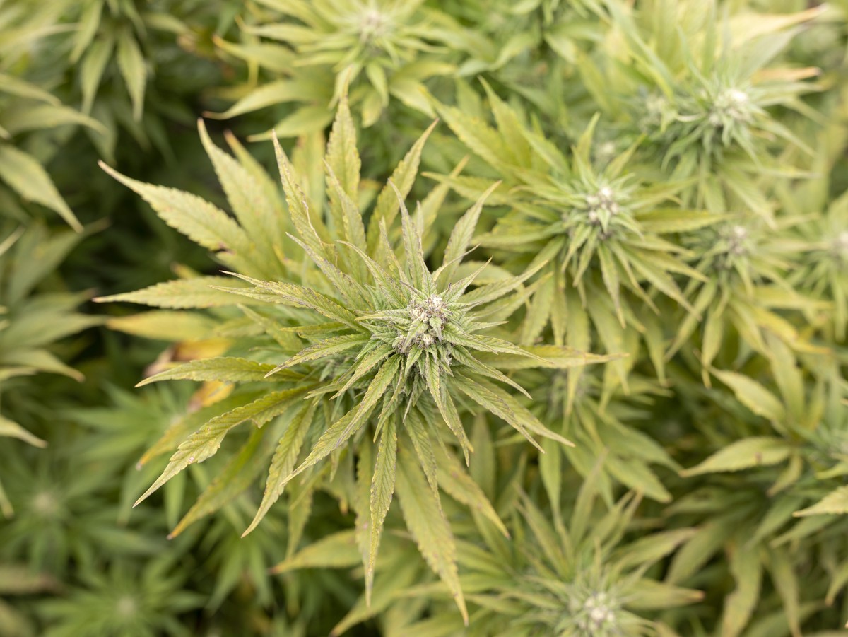 ARCHIV - ZUR MK "CANNABIS-STUDIE: SELBSTKONTROLLE IM UMGANG MIT CANNABIS" STELLEN WIR IHNEN FOLGENDES BILDMATERIAL ZUR VERFUEGUNG, AM MONTAG, 1. APRIL 2019 - CBD hemp plants of the company M ...