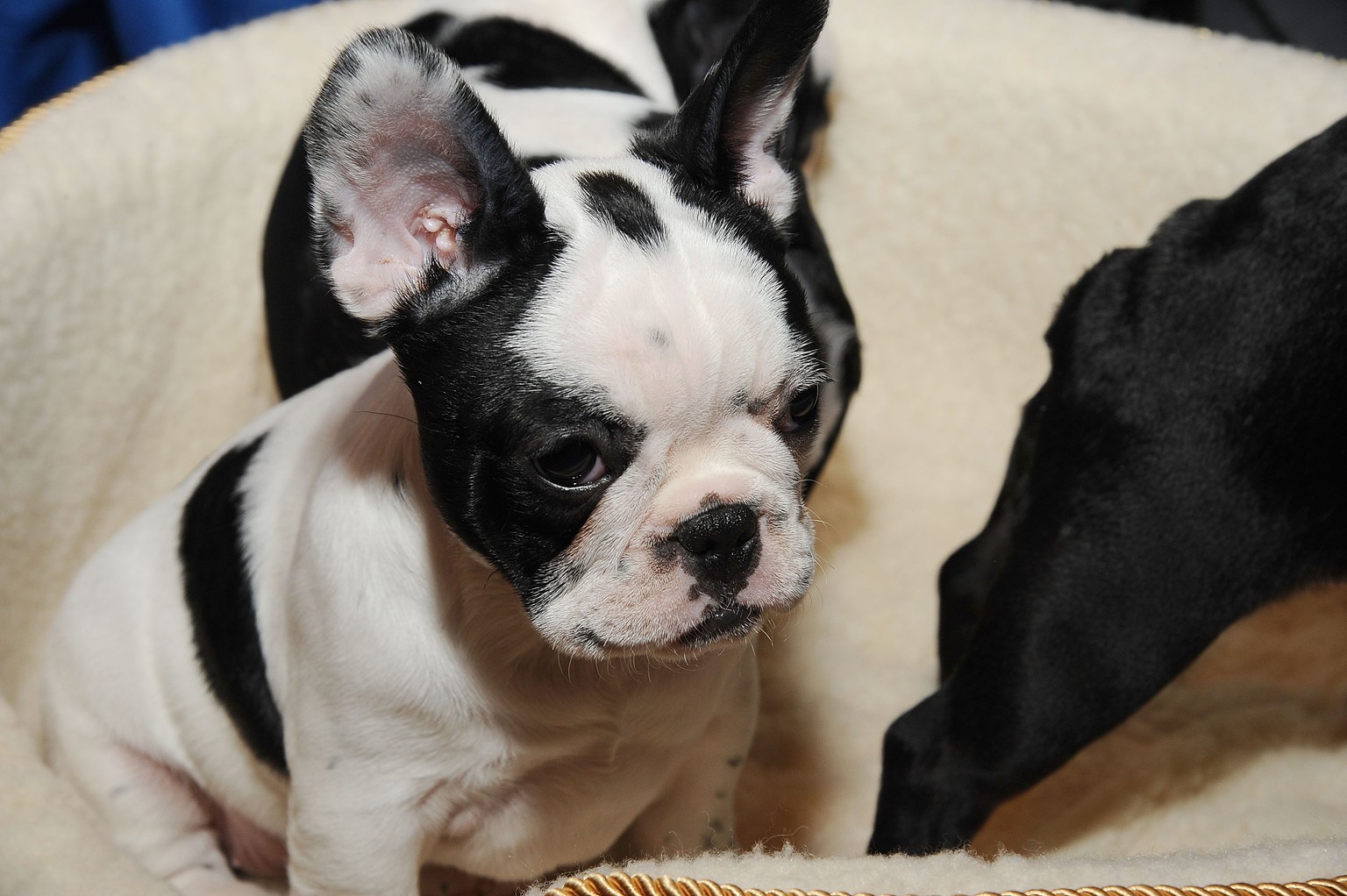 Erst 2012 schaffte es die Französische Bulldogge unter die ersten 25; jetzt liegt der kleine Hund mit 5946 Exemplaren schon auf Platz 15. 
