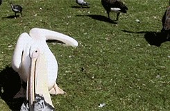 Die Ente hat gesprochen: Hopp. Picdump! 🙃
zu schnell für den Kasten vielleicht schon, aber nicht für den Pelikan