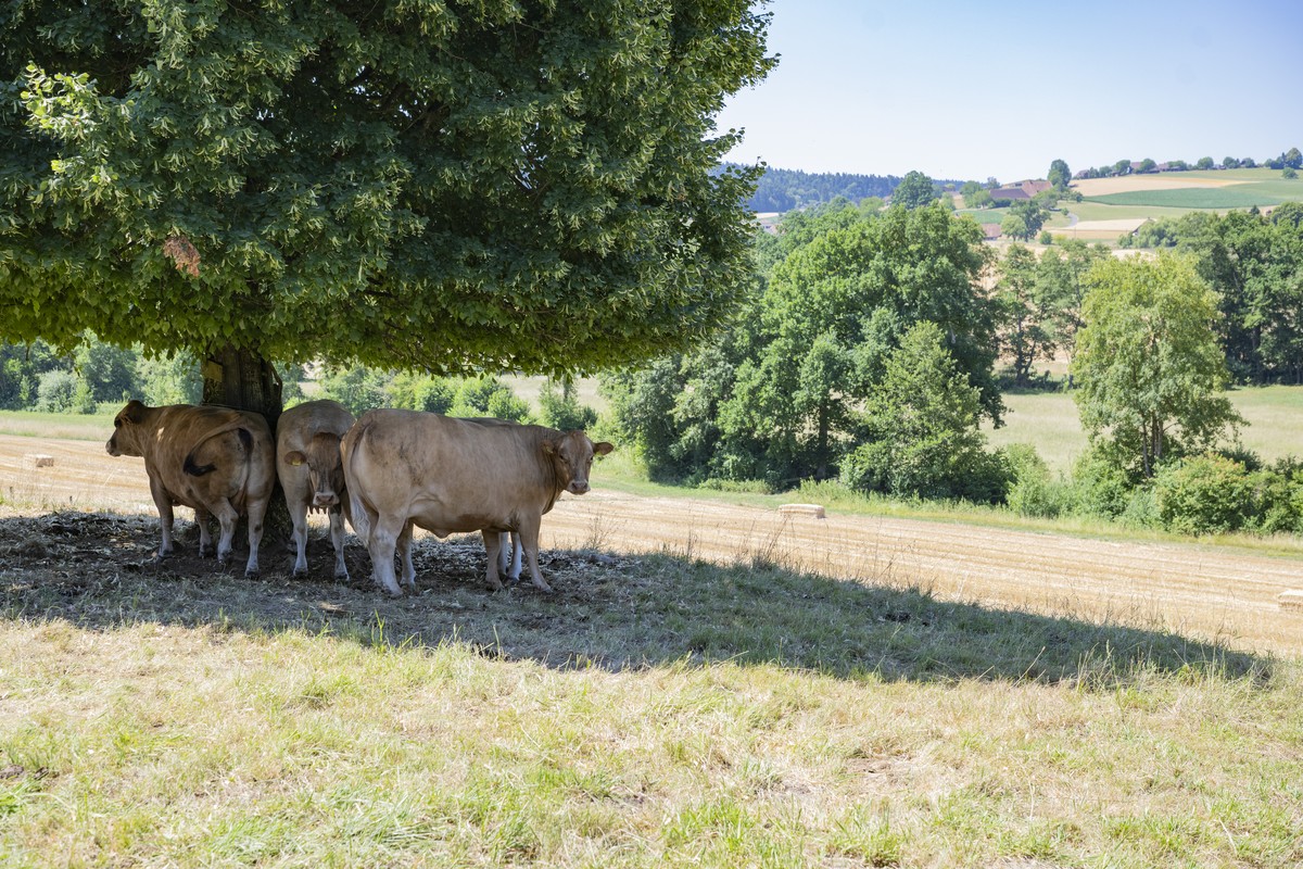 Kuehe stehen unter einem Baum im Schatten, in Ruswil im Kanton Luzern, am Freitag, 10. Juli 2026. (KEYSTONE/Urs Flueeler)