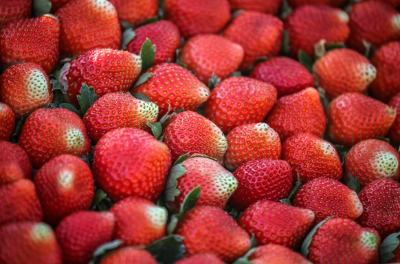 epa08041729 Freshly harvested strawberries lie on a box at a farm in Beit Lahiya, in the northern Gaza Strip, 03 December 2019. The Gaza farmers hope to export 1,100 tons of strawberries to Europe, Is ...