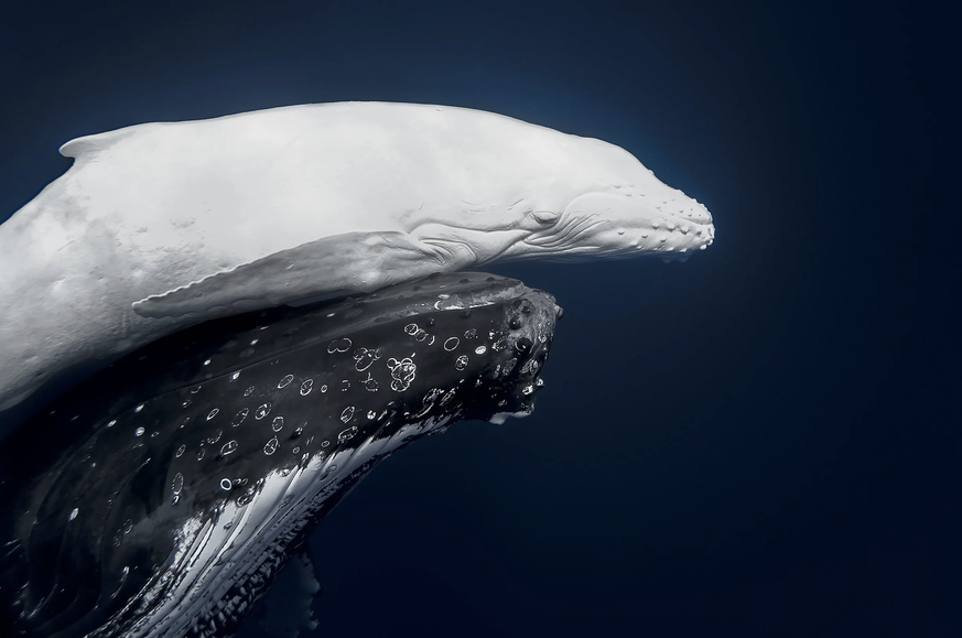 Hauptpreisträger des World Nature Photography Awards 2026