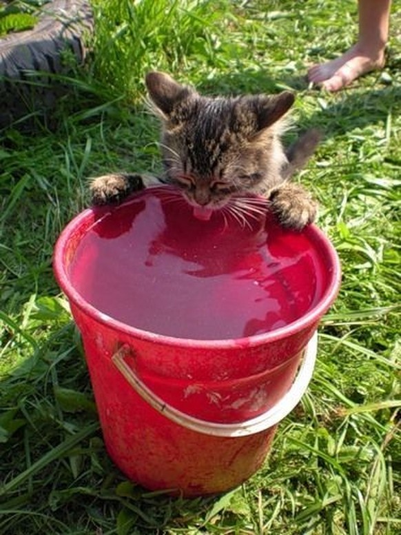 cute news tier katze

https://ch.pinterest.com/pin/1121888957197914649/