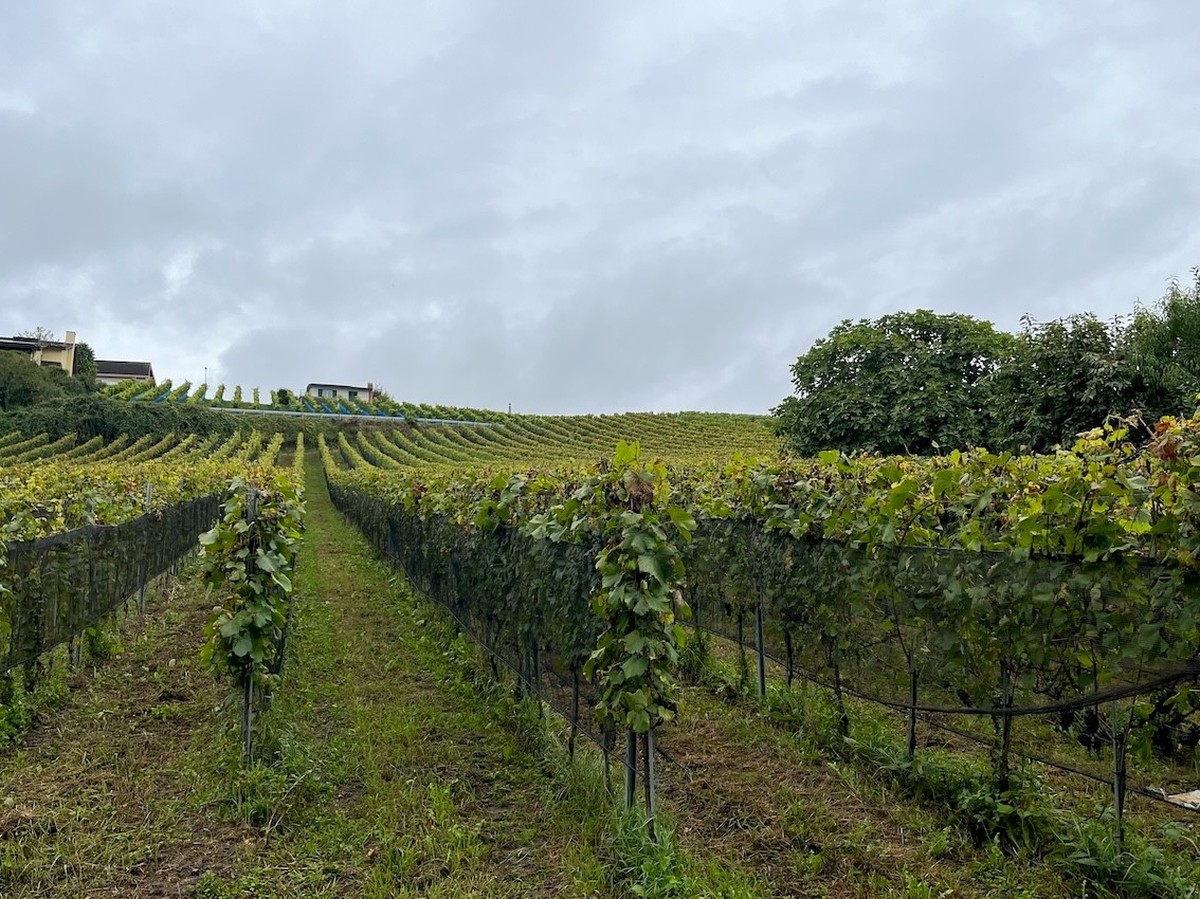 A l'occasion de la Fête des vendanges, watson est allé à la rencontre de Fabrice Simonet, vigneron dans le Vully fribourgeois.