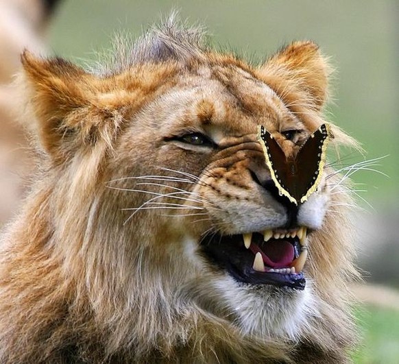 Löwe mit einem Schmetterling (ein Trauermantel)
Cute News
https://imgur.com/t/funny_animal/hNwZHuW