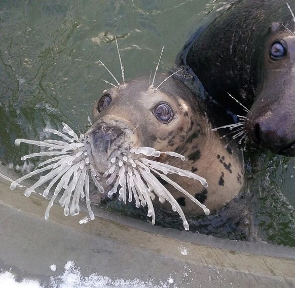 cute news tier seal

https://imgur.com/gallery/baby-seal-with-frozen-whiskers-KQOvcdV#/t/aww