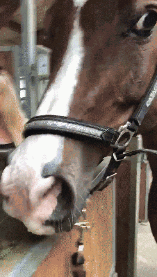 Animiertes GIF
