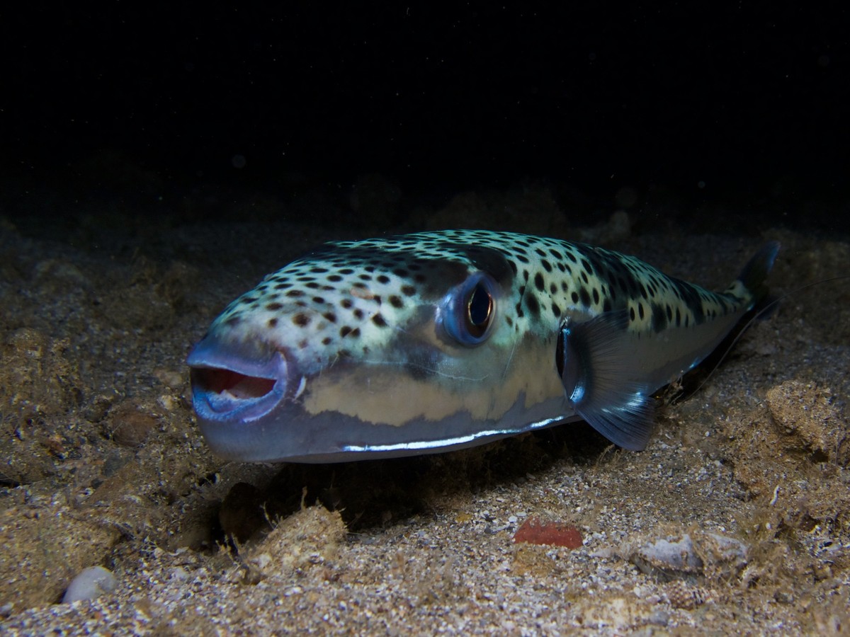 Lagocephalus sceleratus, Hasenkopf-Kugelfisch