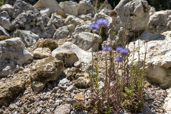 Ausdauerndes Sandgloeckchen (jasione laevis) in einer Anlage mit alpinen Pflanzen im Botanischen Garten in Basel, am Samstag, 11. Juni 2022. Das Projekt Botanica, an dem sich 25 botanische Gaerten und ...