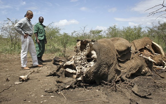 Anfang 2013 stehen zwei Tierschützer neben einem Elefanten-Kadaver. Das Tier wurde wegen seinen Stosszähnen abgeschlachtet.