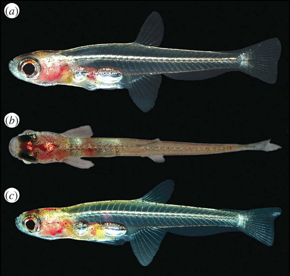 Live individuals of Paedocypris progenetica. a&amp;b: male about 9 mm long, c: female 8.8 mm long.
https://australian.museum/learn/animals/fishes/paedocypris-progenetica/