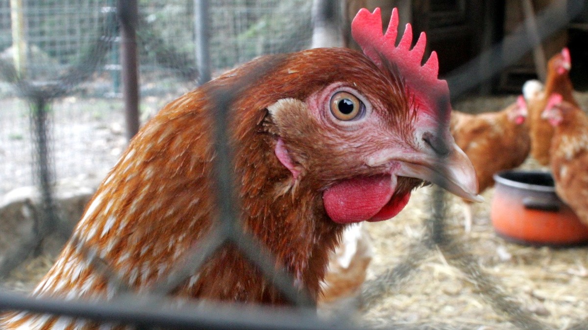 Ein Hahn steht am Freitag, 21. Oktober 2005 auf einem Bauernhof am Stadtrand von Berlin in einem Kaefig. In Deutschland gilt zum Schutz vor der Vogelgrippe ab Samstag eine bundesweite Stallpflicht fue ...