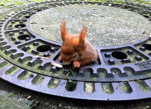 ABD0056_20161207 - dpatopbilder - HANDOUT - Ein Eichhörnchen klemmt am 02.12.2016 in München (Bayern) in einem Gullydeckel. Das Tier war in einem der Löcher im Deckel stecken geblieben und konnte wede ...