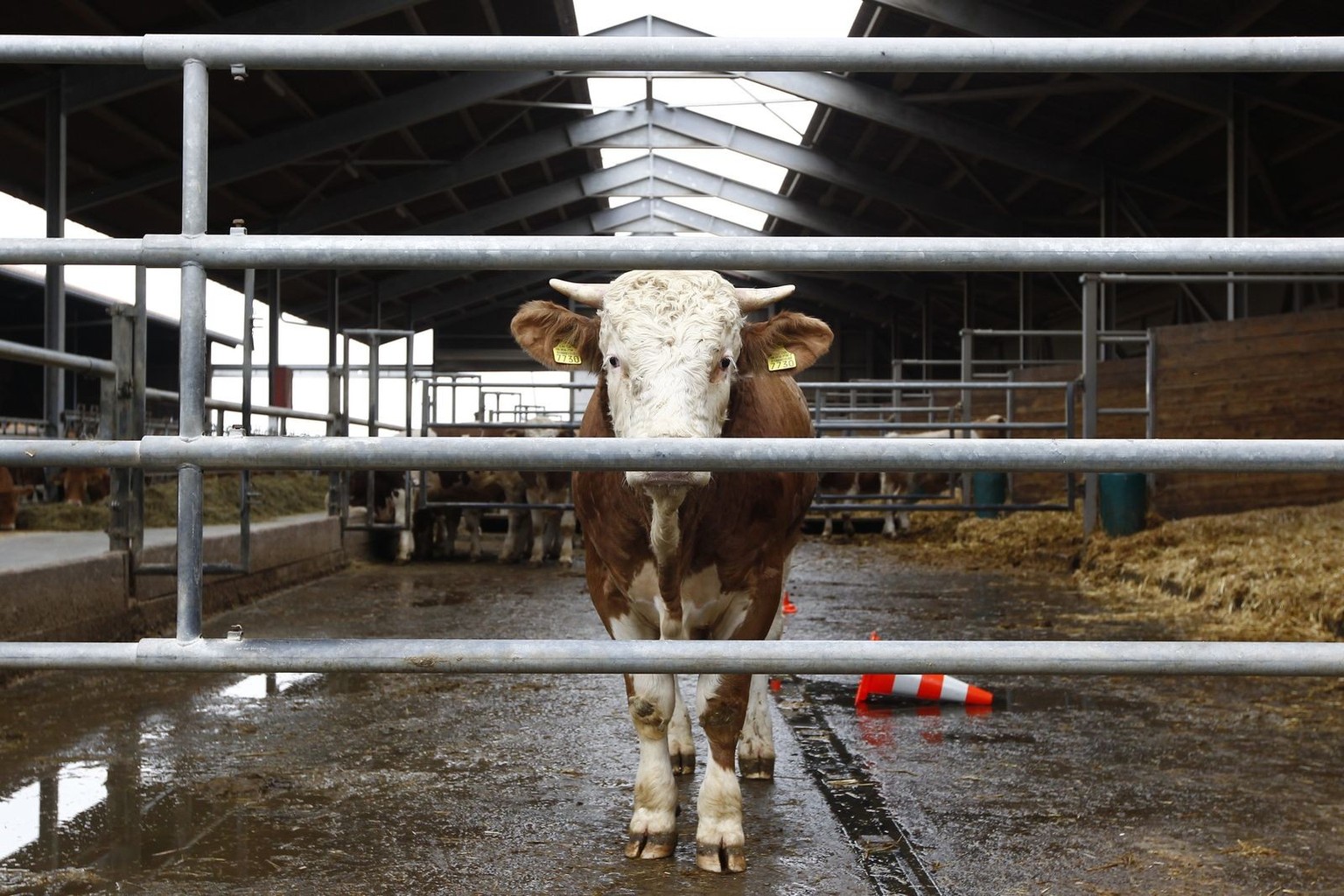 Ein Stier, der fuer Schlacht vorgesehen ist, steht im Stall am Montag, 1. Oktober 2012 auf dem Hof von Peter Wyss in Ittigen. (KEYSTONE/Peter Klaunzer)