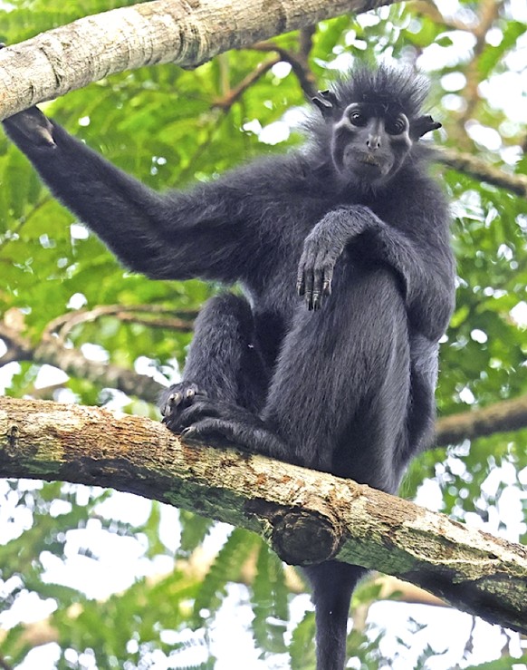 likweli (Colobus congoensis)