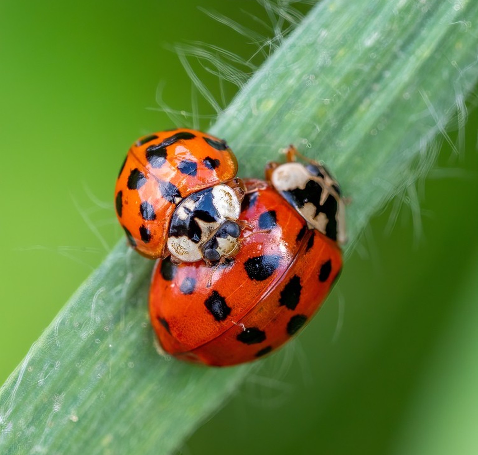 Harmonia axyridi (Asiatischer Marienkäfer)