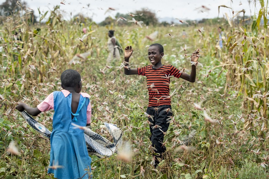 A farmer&#039;s son cries out as he is surrounded by desert locusts while trying to chase them away from his crops, in Katitika village, Kitui county, Kenya Friday, Jan. 24, 2020. Desert locusts have  ...