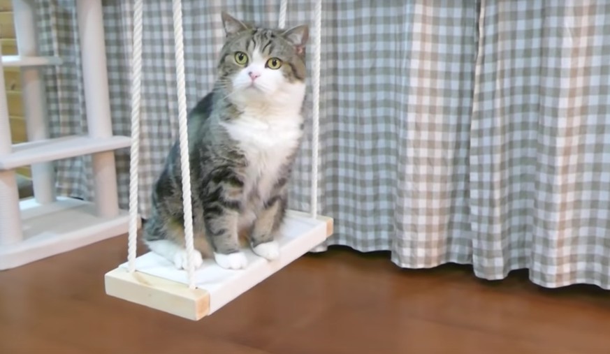Diese Katze hat ein Ziel: Die Bezwingung der Schaukel