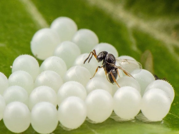 Die Samuraiwespe parasitiert die Eier der Marmorierten Baumwanze. Sie legt also ihre Eier in die Eigelege des Sch�dlings und kann somit dessen Vermehrung entscheidend eind�mmen.