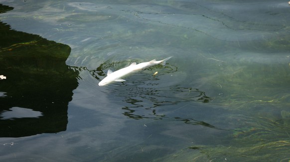 A dead fish swims on the water surface of the Rhine, on Monday, 6 August 2018, in Schaffhausen, Switzerland. A mass death of fish hast started in the Rhine. Especially the cold-loving grayling suffer  ...