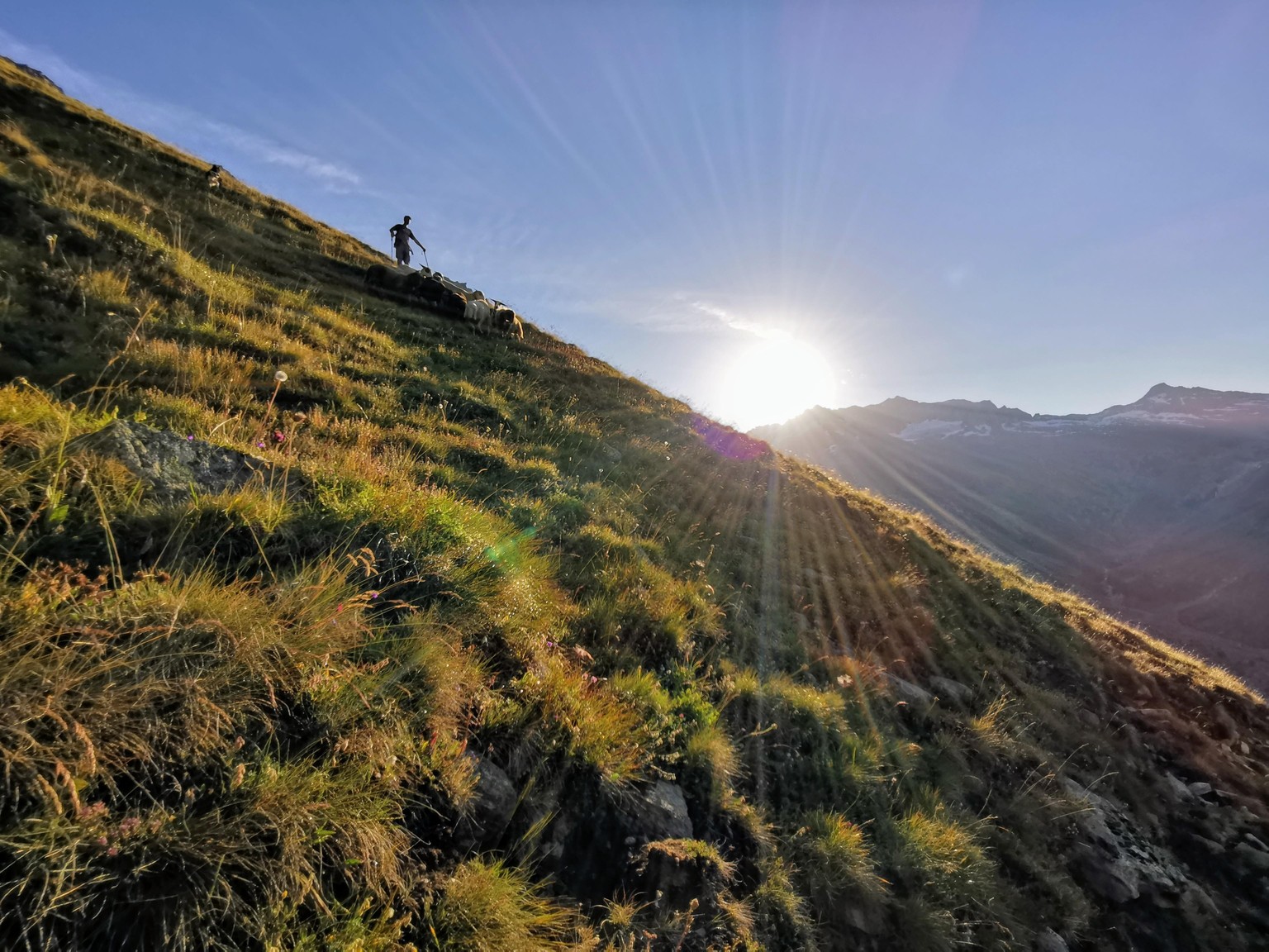 Schafe halten sich nicht an gängige Wanderwege.