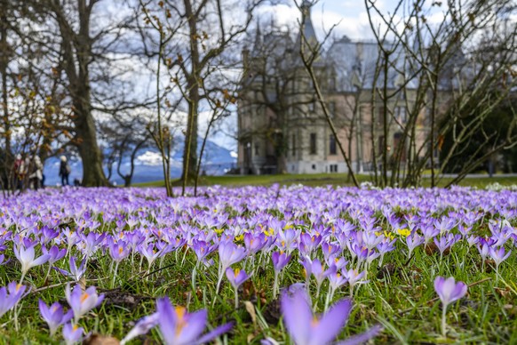 Krokusse auf einer Wiese im Park des Schloss Schadau, fotografiert am Montag, 17. Dezember 2020 in Thun. (KEYSTONE/Christian Beutler)