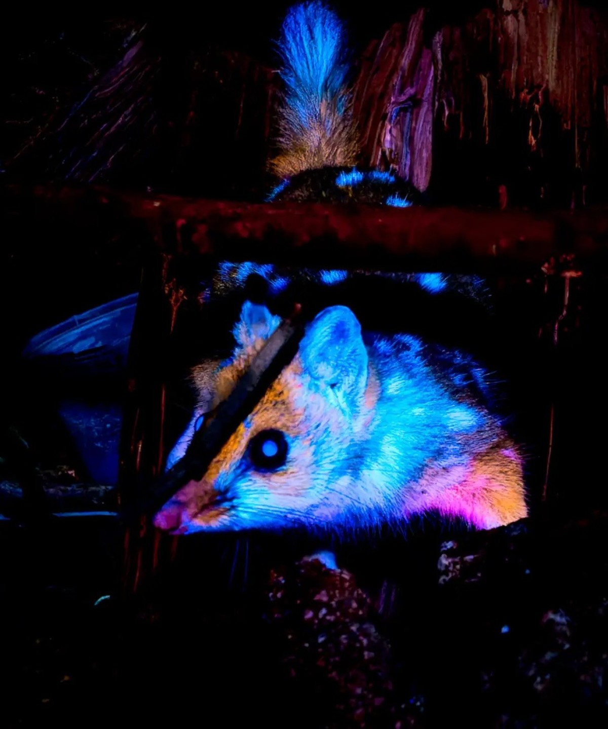 Tüpfelbeutelmarder

https://www.instagram.com/p/Dba6EBnjlXP/?img_index=4