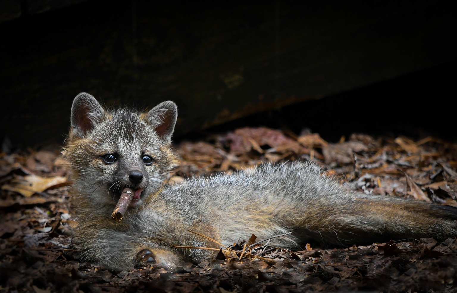 The Comedy Wildlife Photography Awards 2023
Dakota Vaccaro
Victor
United States
Title:"Excuse me sir but I think you're a little too young to be smoking".
Description: While I was work ...