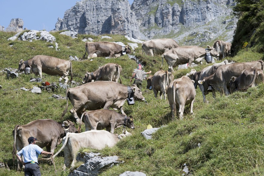 Ganze 5 Eier haben die Politiker auf der Alp gelassen.