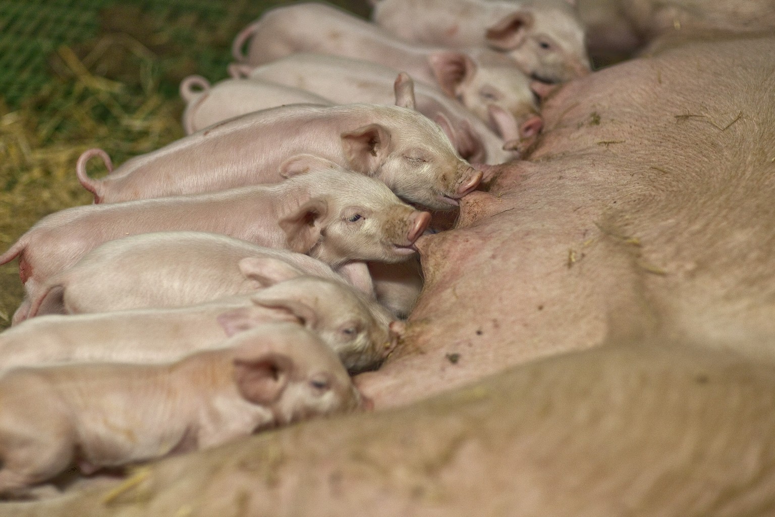 Laut dem Bundesamt haben sich letztes Jahr multiresistente Keime im Schweinefleisch ausgebreitet.
