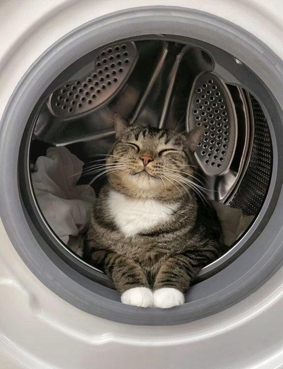 cute news tier katze

https://www.reddit.com/r/Animal/comments/1crgh9n/look_everywhere_for_my_cat_and_finally_found_him/
