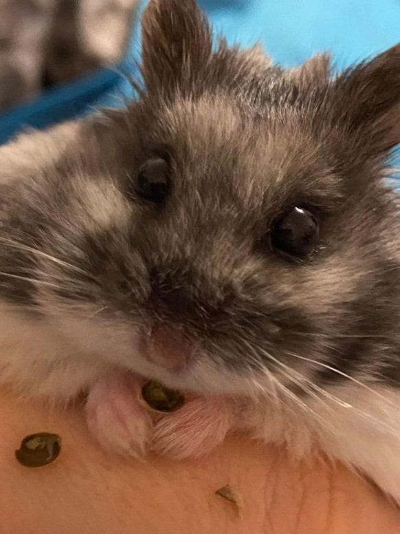 cute news animal tier hamster

https://www.reddit.com/r/hamsters/comments/rgcm15/i_know_i_post_way_too_much_about_my_baby_but_i/