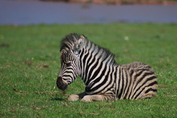 Baby Zebra
Cute News
http://imgur.com/gallery/Gt82T80