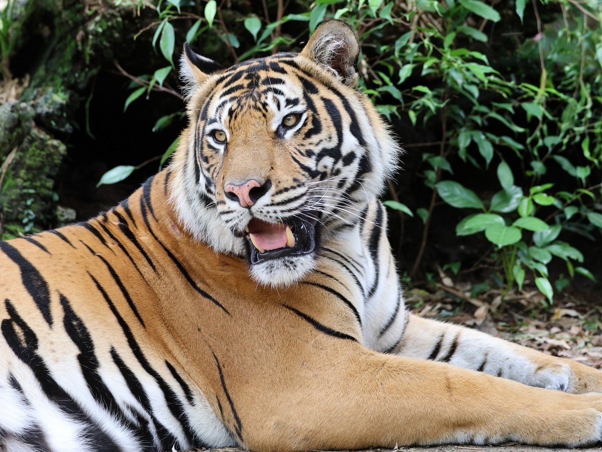 Un tigre mord une gardienne dans un parc d'attractions australien