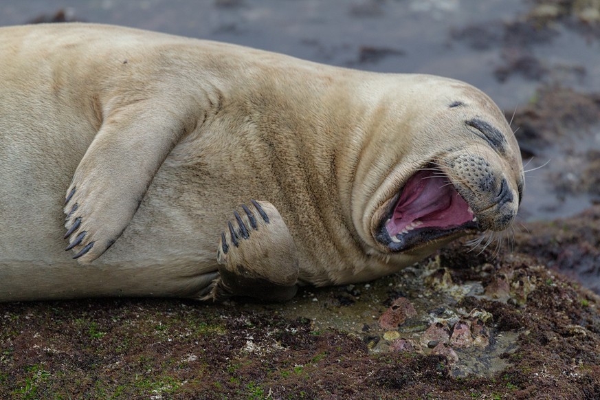 The Comedy Wildlife Photography Awards 2017
Brian valente
sherman oaks
United States

Title: laughing seal
Caption: oh, i just got it!
Description: a seal looks to be getting a good laugh about someth ...