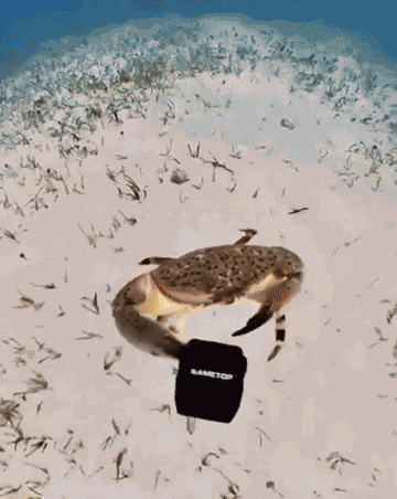 Animiertes GIF