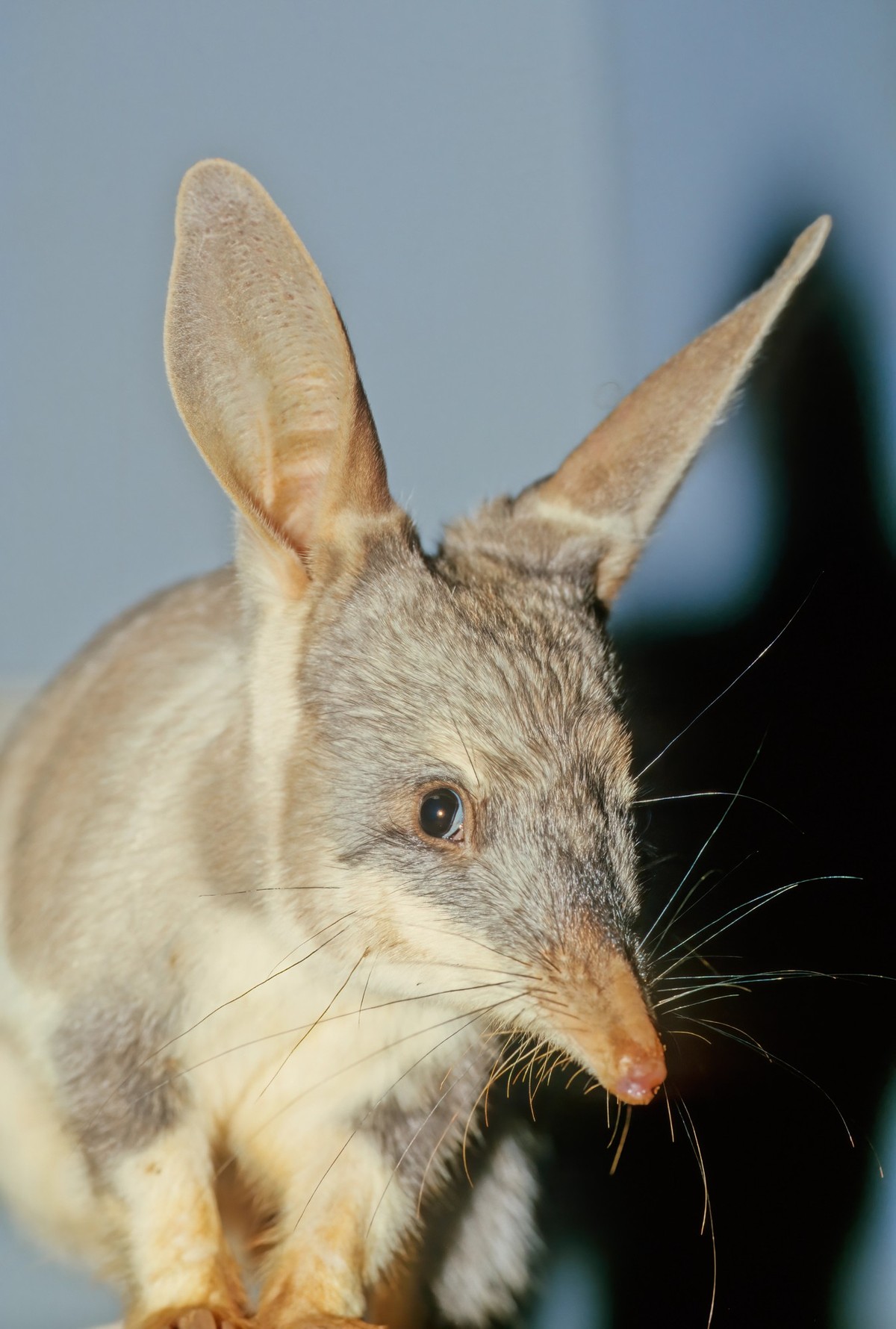 Macrotis is a genus of desert-dwelling marsupial omnivores known as bilbies or rabbit-bandicoots; they are members of the order Peramelemorphia