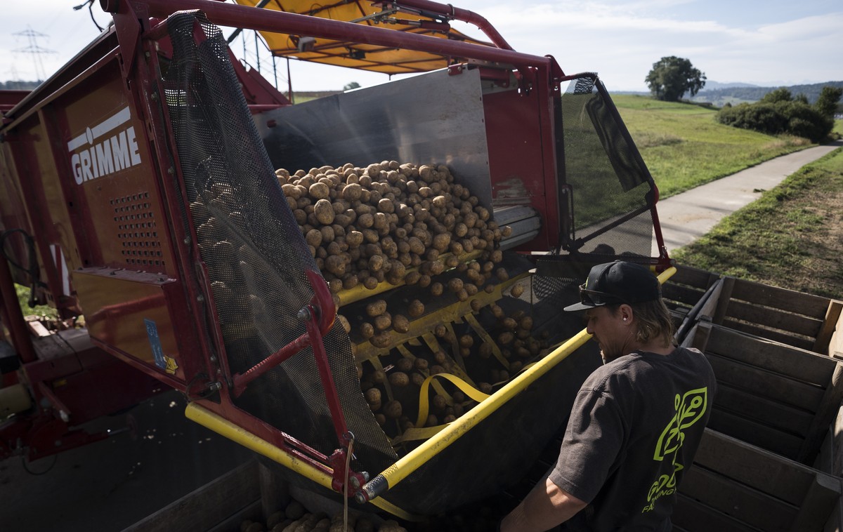 Kartoffeln werden von der Erntemaschine in Kisten verladen am Mittwoch, 2. September 2026 in Watt. Laut dem Branchenverband swisspatat wurden im Sommer 2026 so wenige Kartoffeln wie noch nie seit Mess ...