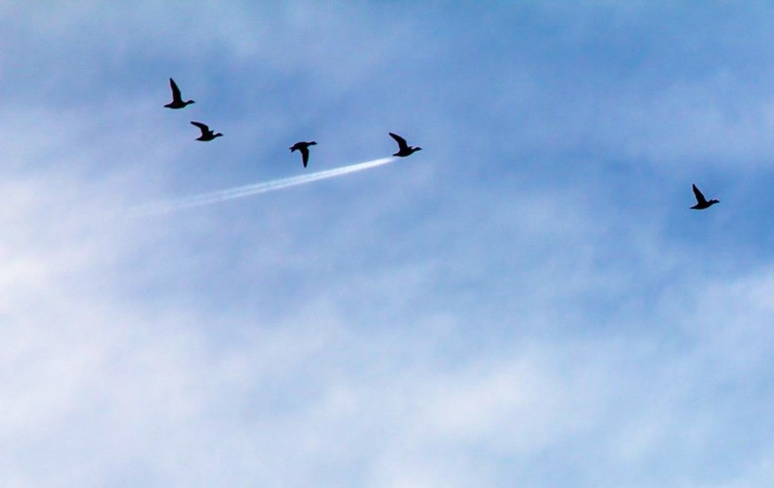 The Comedy Wildlife Photography Awards 2017
John Threlfall
Preston
United Kingdom

Title: Duck Speed!
Caption: Duck in front of plane trail
Description: A bunch of Widgeon flew past me which I photogr ...