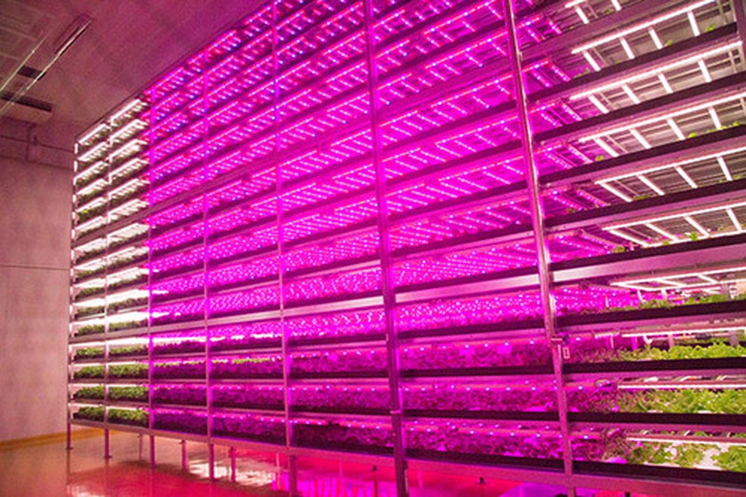 Täglich werden 10'000 Salate produziert.