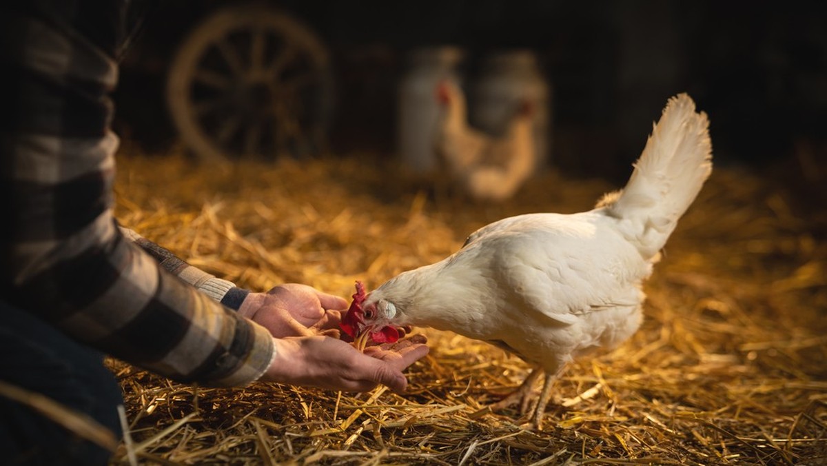 Ein Huhn wird im Stall gefüttert.