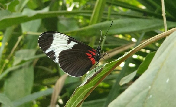 schmetterling cute news animal tier butterfly