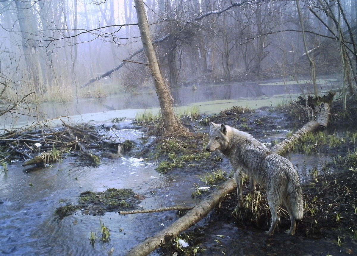 In this photo made in April 2012, a wolf in a wild wood in Ukraine's Chernobyl, where nearly 30-years after a nuclear reactor caught fire and spewed a lethal cloud of radiation, some species of m ...