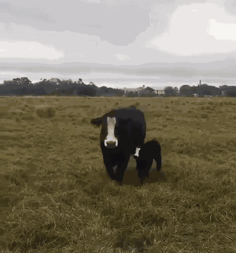 Animiertes GIF